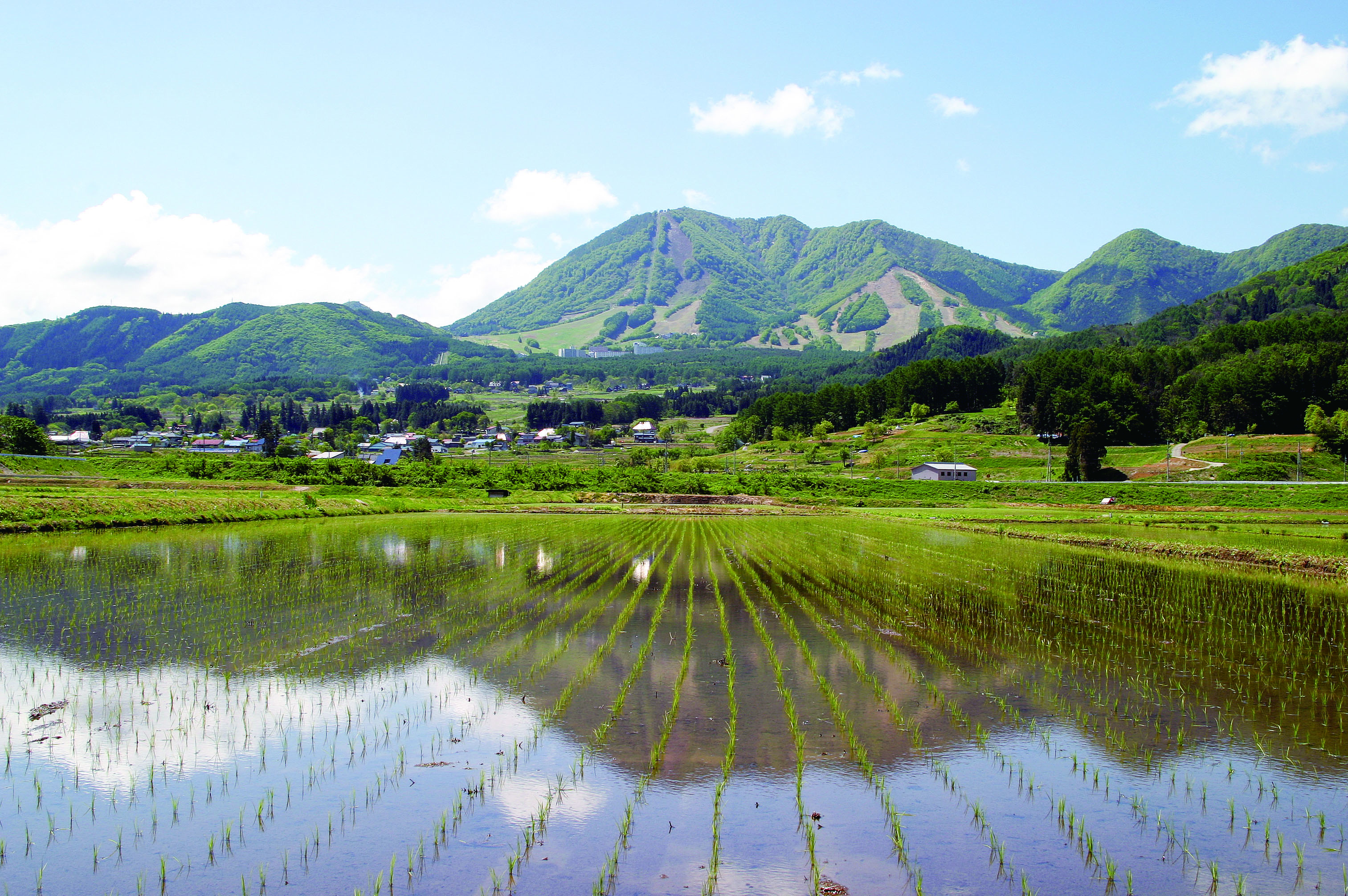 木島平村_水田と高社山