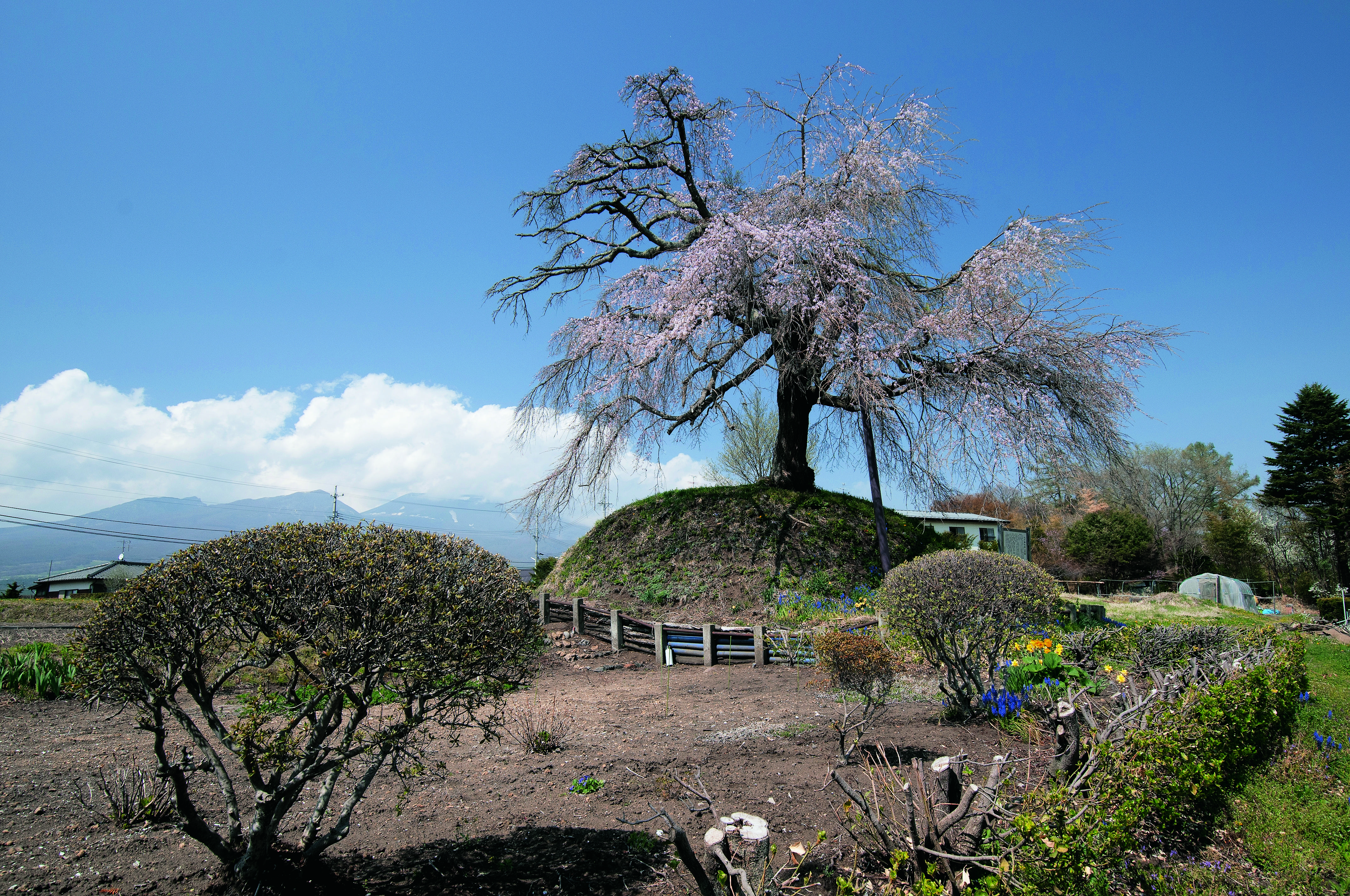 御代田町_御代田の一里塚