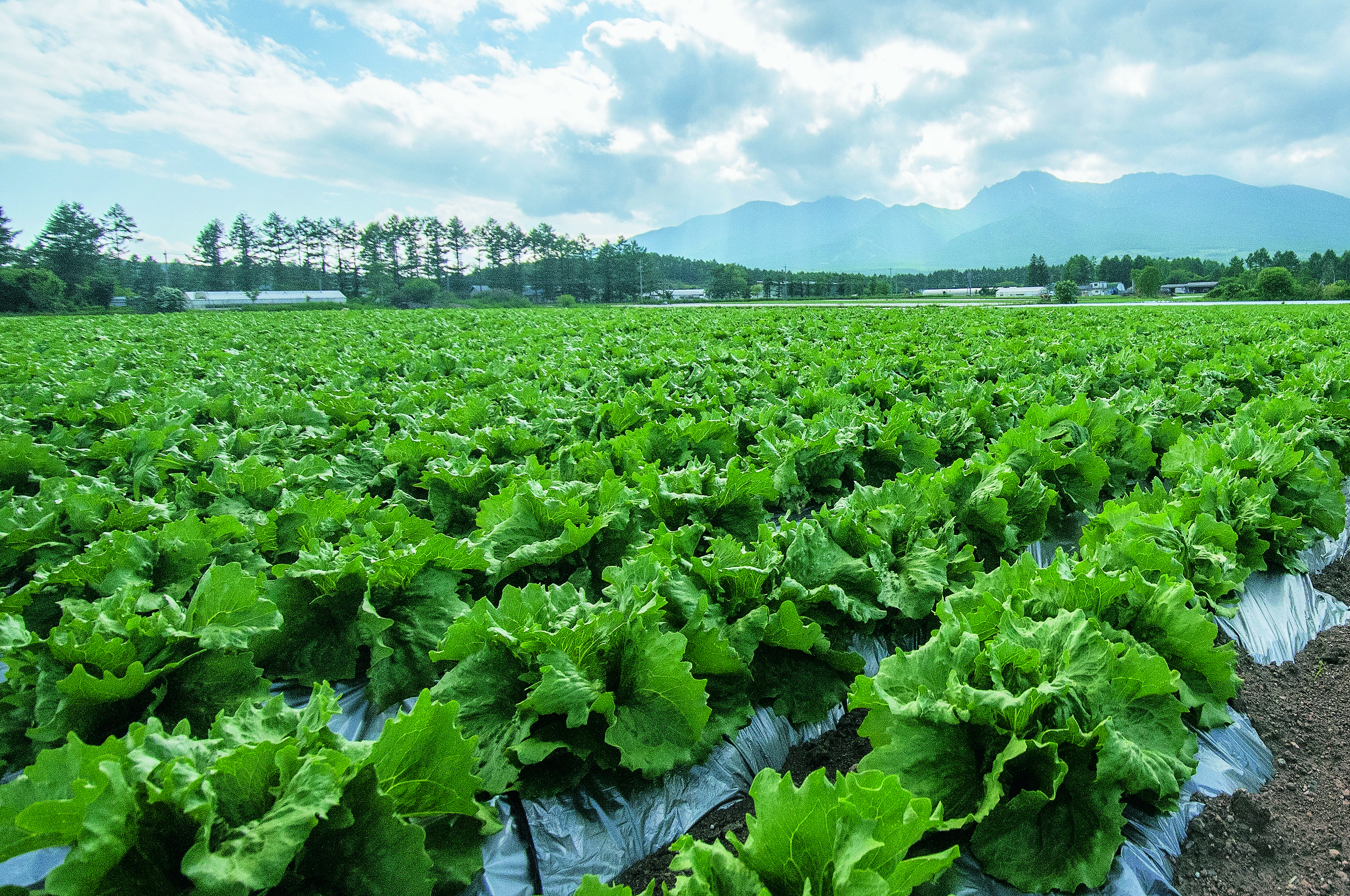 南牧村_高原野菜