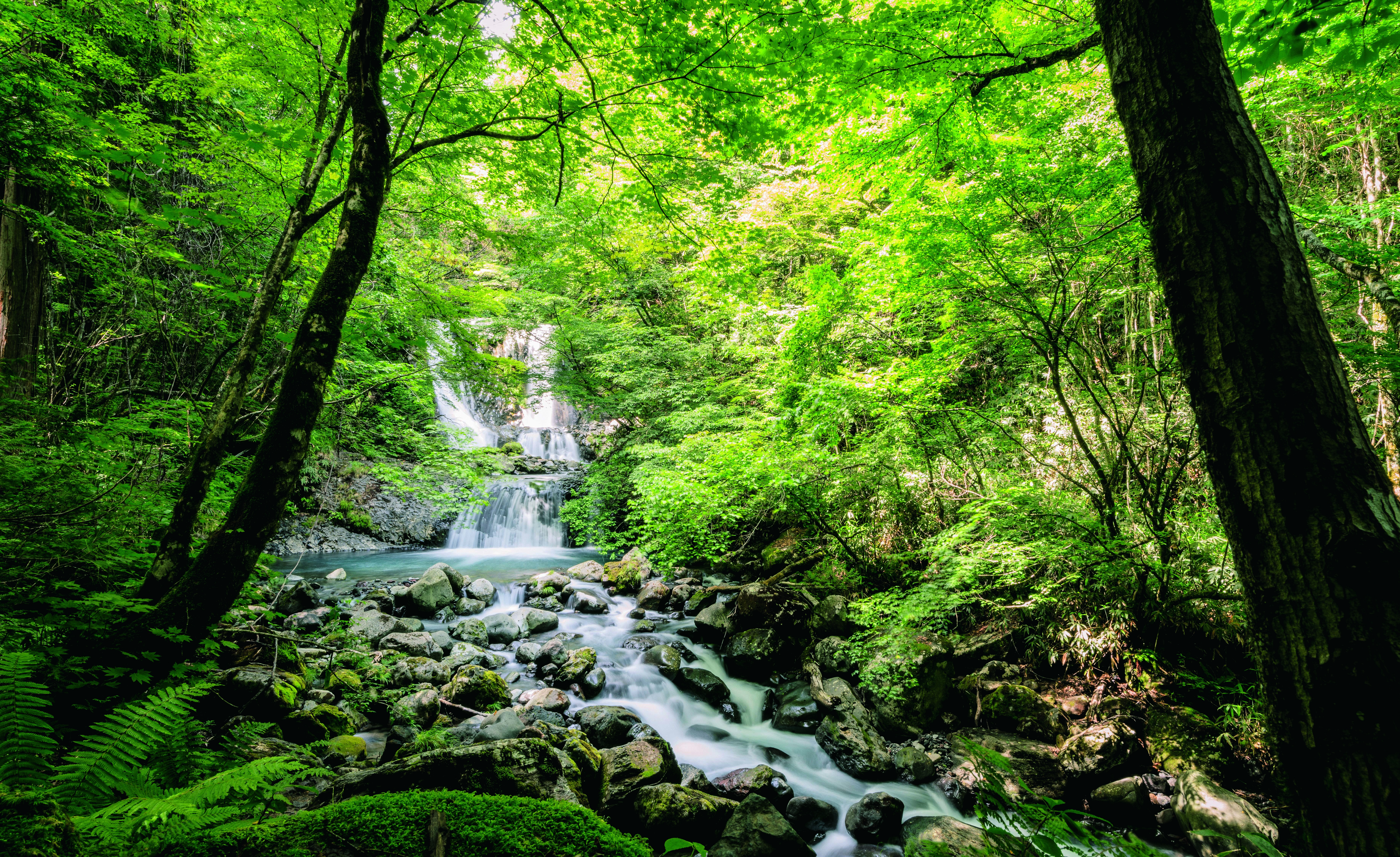 木曽町_油木美林-こもれびの滝