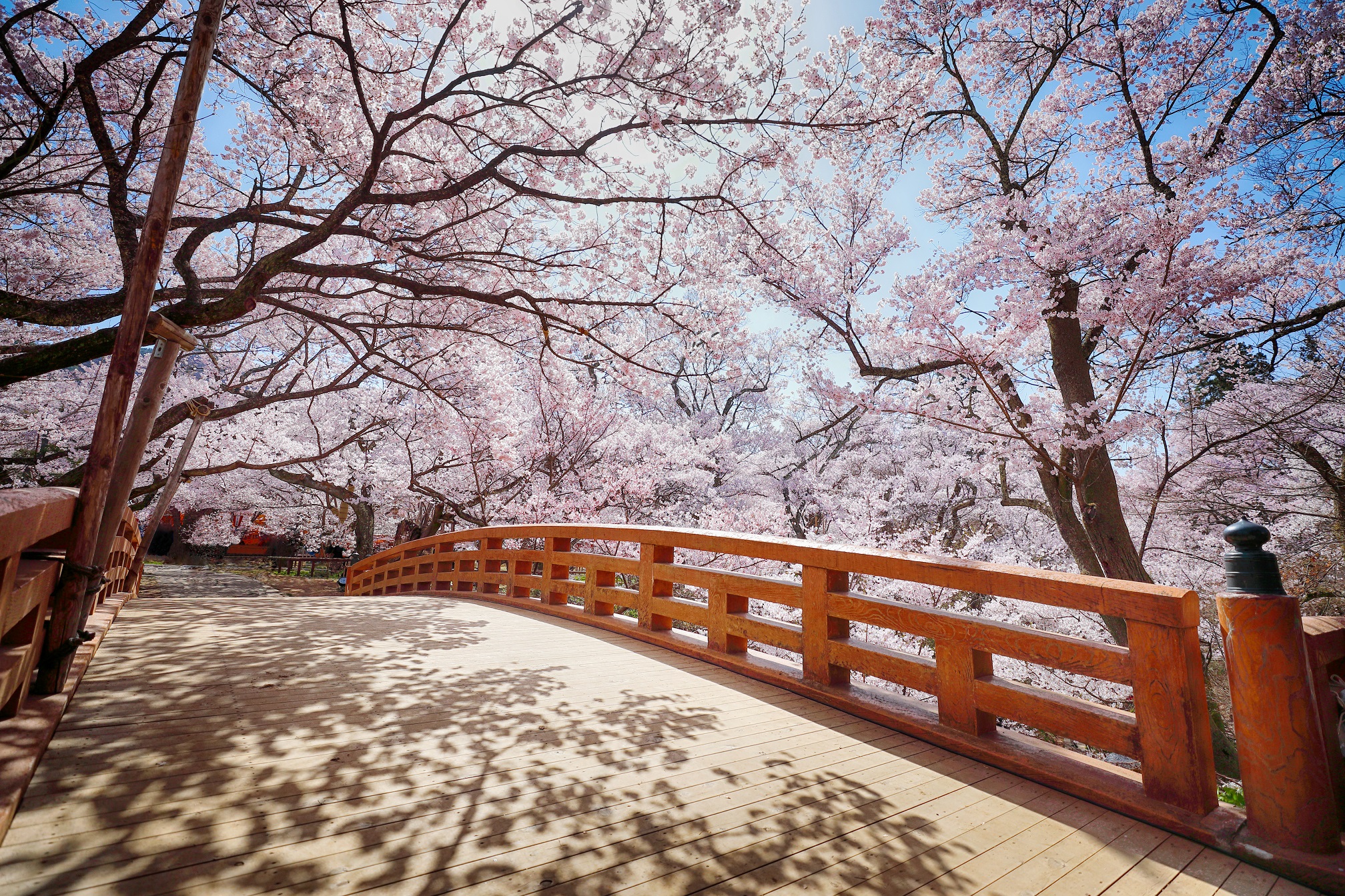 伊那市_桜雲橋