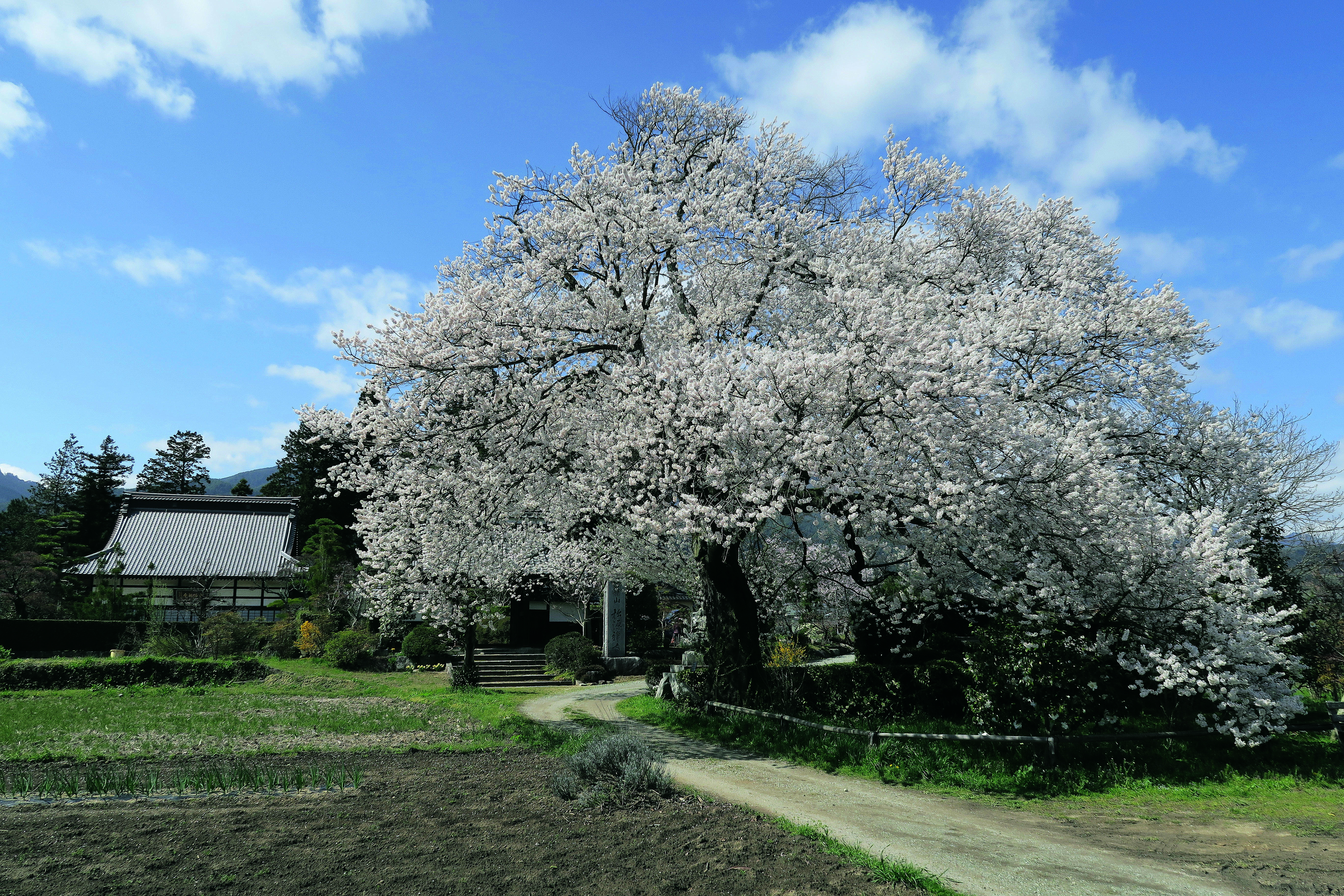 高森町_大島山の獅子舞