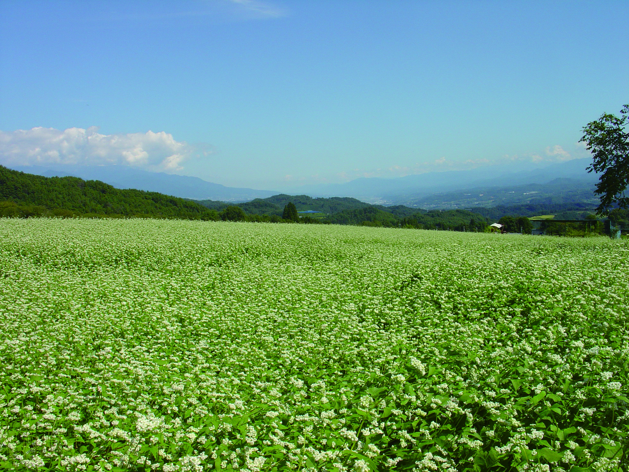 下條村_そば