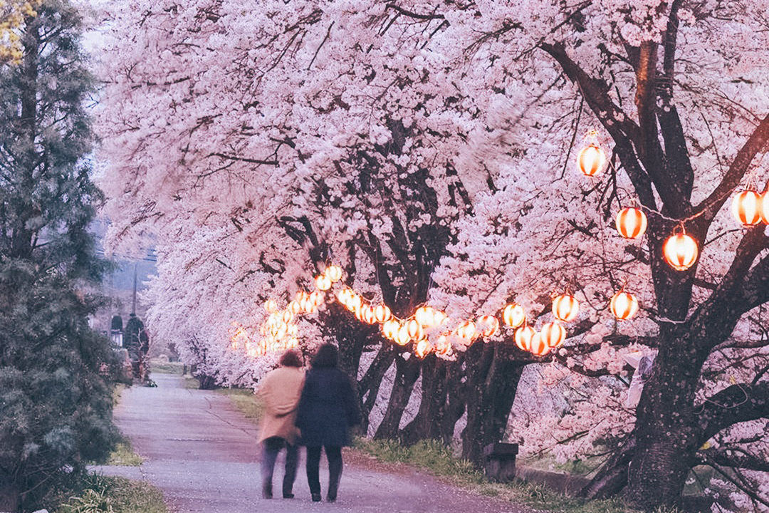 飯島町_藤巻川桜