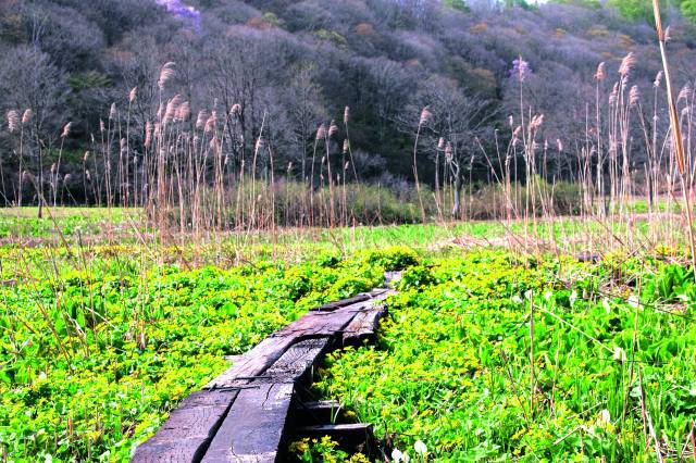 飯山市_斑尾高原原花園