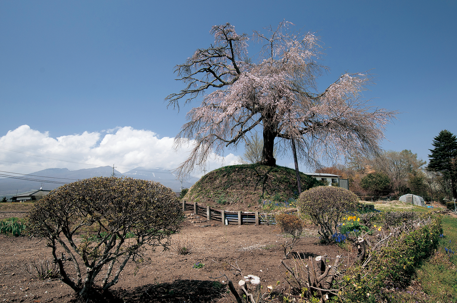 御代田町_御代田の一里塚