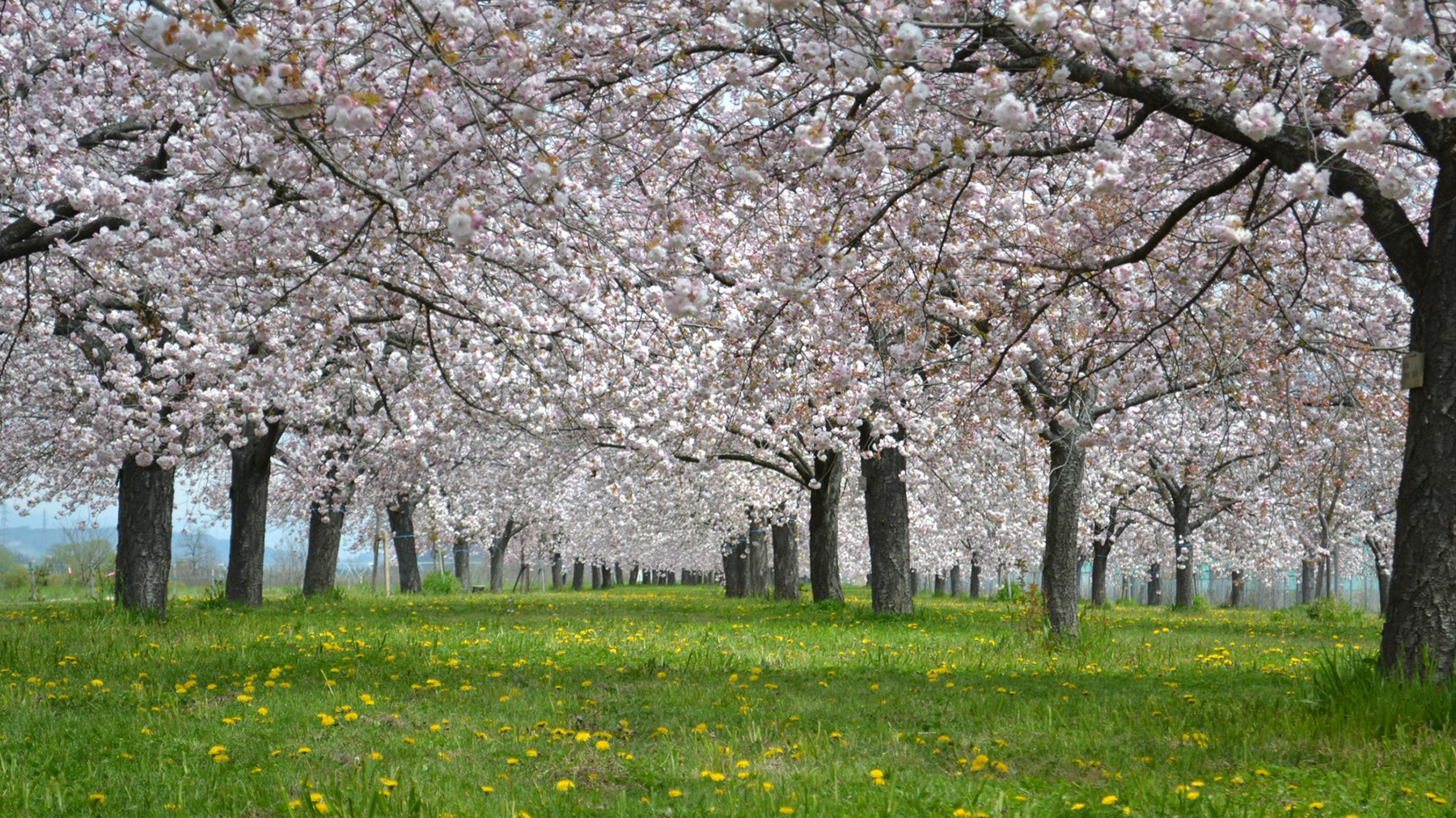 小布施町_桜堤